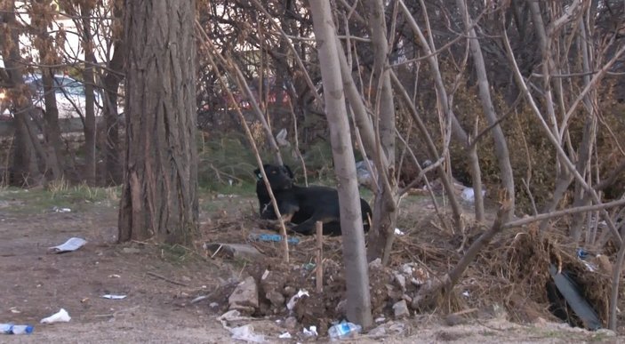 Ankara'da mahalleli, saldırgan köpekler nedeniyle sokağa çıkamıyor