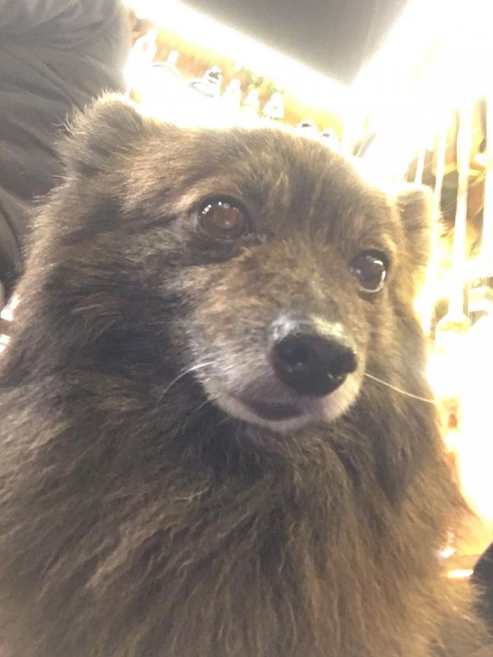 Bağcılar’da kadın hırsız sahipli köpeği çaldı
