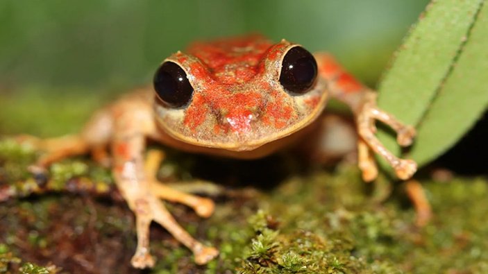 Panama'da keşfedilen kurbağa türüne Greta Thunberg'in adı verildi
