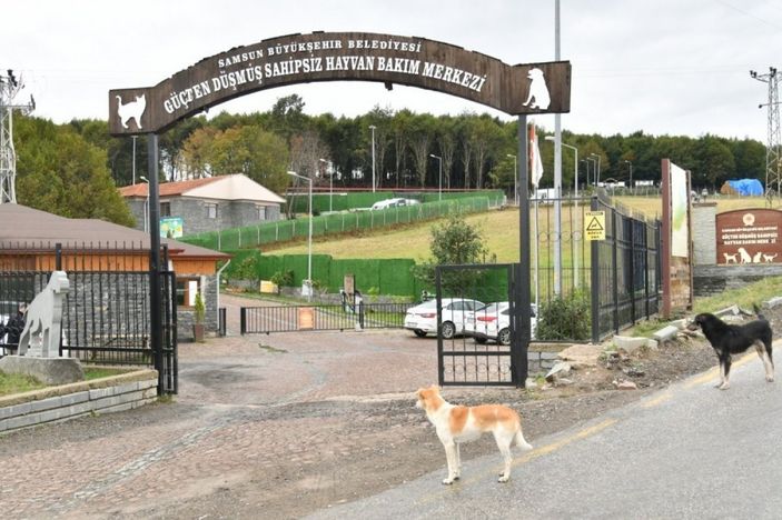 Samsun'da 137 yasaklı ırk, bakım merkezine bırakıldı