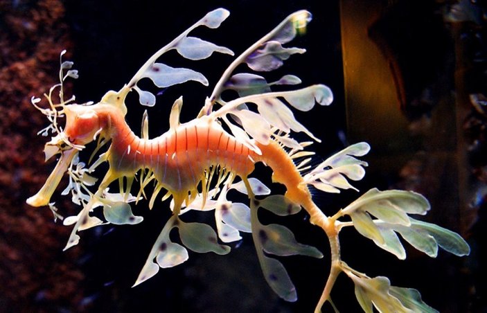 Yapraklı deniz ejderi nedir