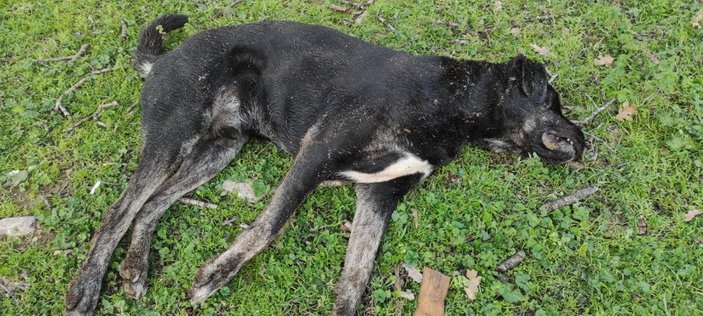 Muğla'da koyunlarının öldüğünü gören şahıs 2 köpeği kafasından vurdu