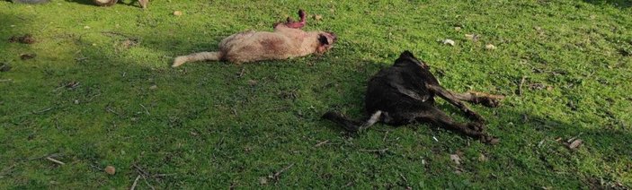 Muğla'da koyunlarının öldüğünü gören şahıs 2 köpeği kafasından vurdu