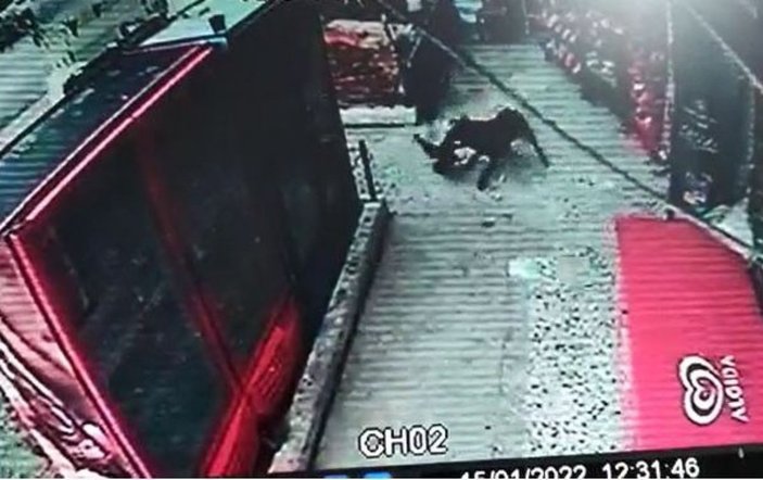 Ankara’da köpekler, önce çocuğa sonra horoza saldırdı