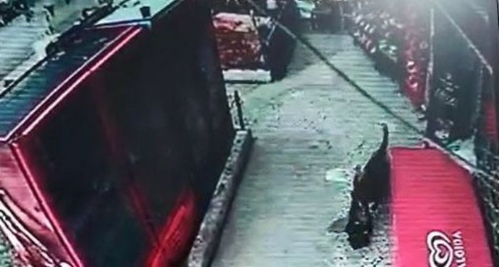 Ankara’da köpekler, önce çocuğa sonra horoza saldırdı
