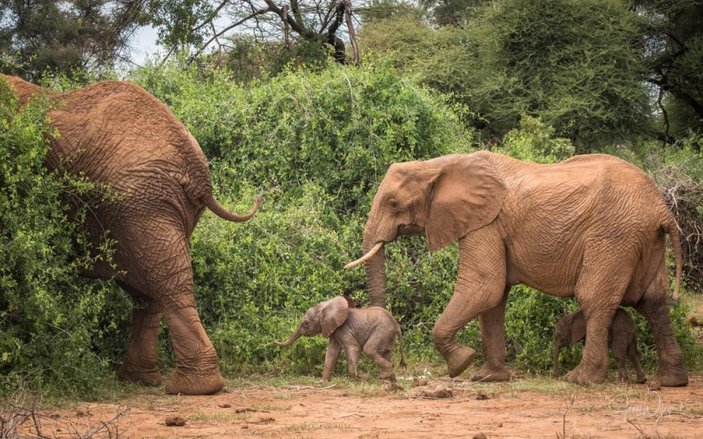 Kenya'da fil ikiz doğurdu