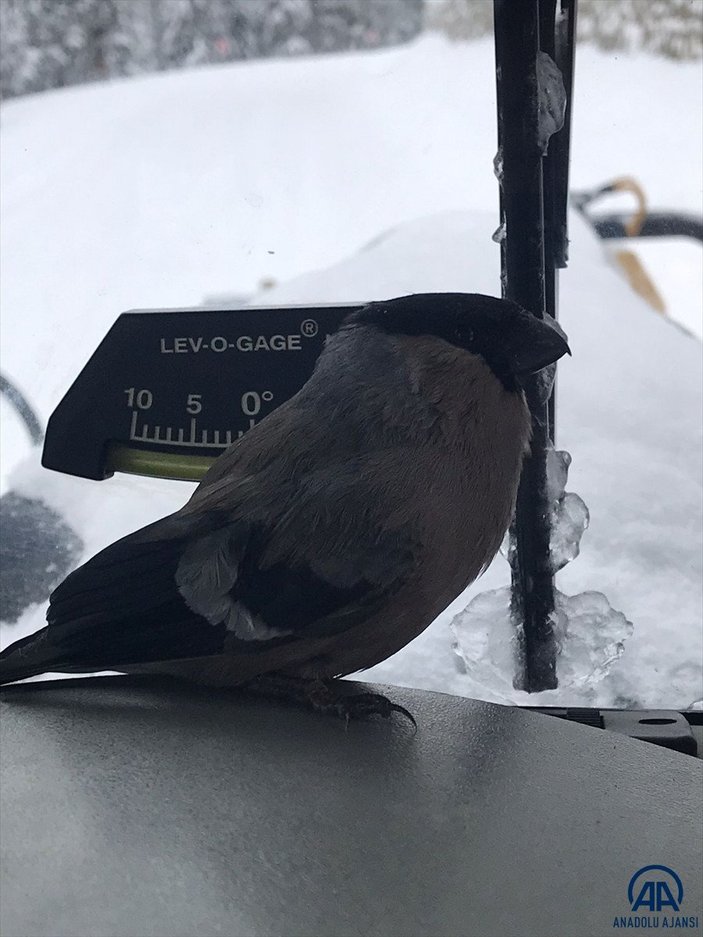 Kastamonu'da greyder operatörü, donmak üzereyken bulduğu kuşu kurtardı
