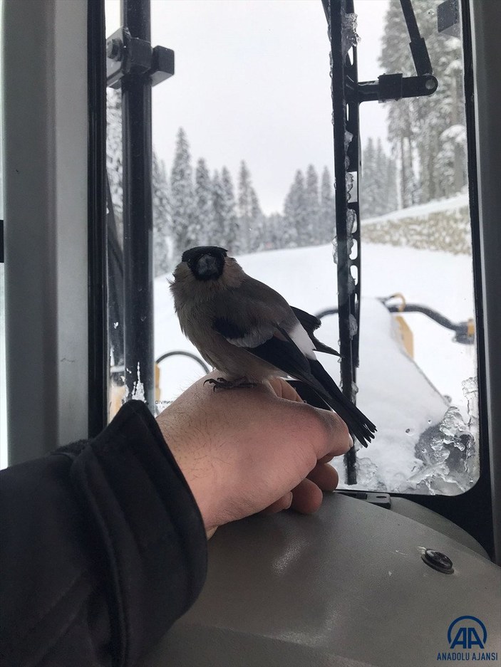 Kastamonu'da greyder operatörü, donmak üzereyken bulduğu kuşu kurtardı
