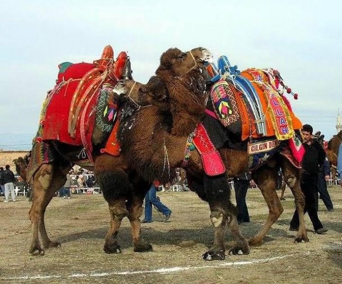 Aydın'da şaşırtan satış: Güreş devesi icradan satılık