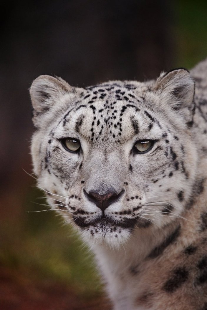 Polonya’da kar leoparı koronavirüsten öldü