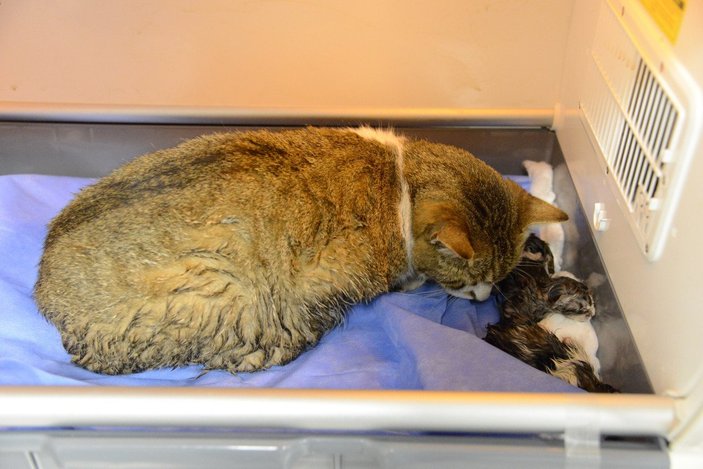 Diyarbakır’da, kedi sezaryenle 3 yavru dünyaya getirdi