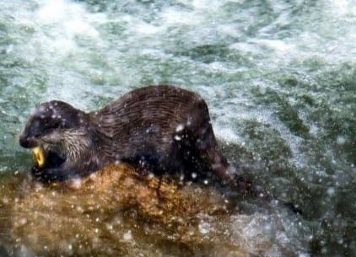 İ Oltu Çayı'nda yemek arayan su samurları görüntülendi