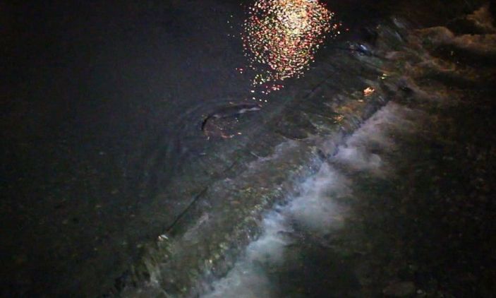 İ Oltu Çayı'nda yemek arayan su samurları görüntülendi