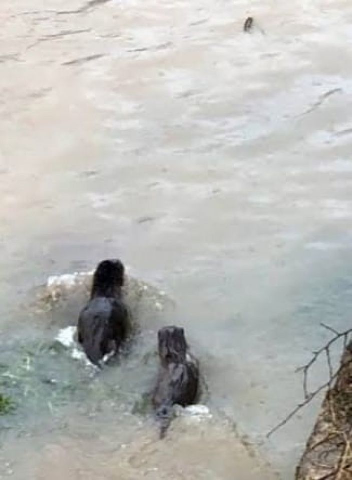 İ Oltu Çayı'nda yemek arayan su samurları görüntülendi