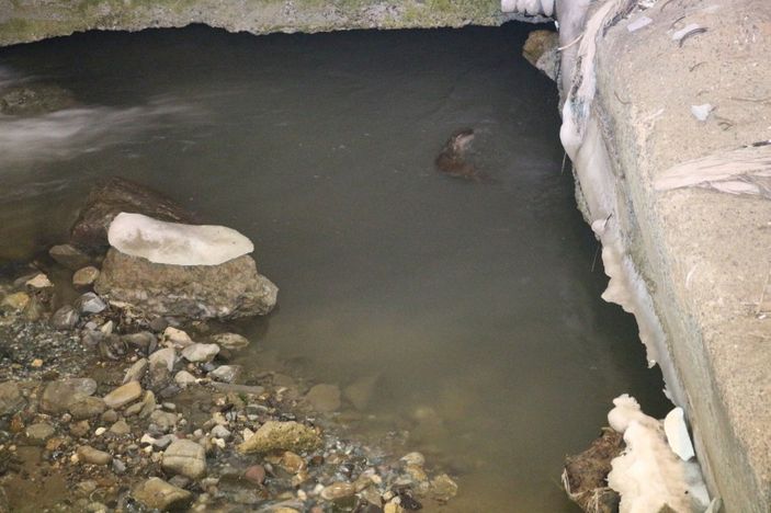 İ Oltu Çayı'nda yemek arayan su samurları görüntülendi