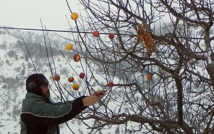 Konya'daki 'Yalnız Dağcı', her kış mevsiminde ağaçlara elma asıp, kuşları besliyor
