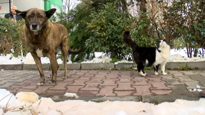 Bakırköy’de, sokak köpeği tehlikesi vatandaşları isyan ettirdi