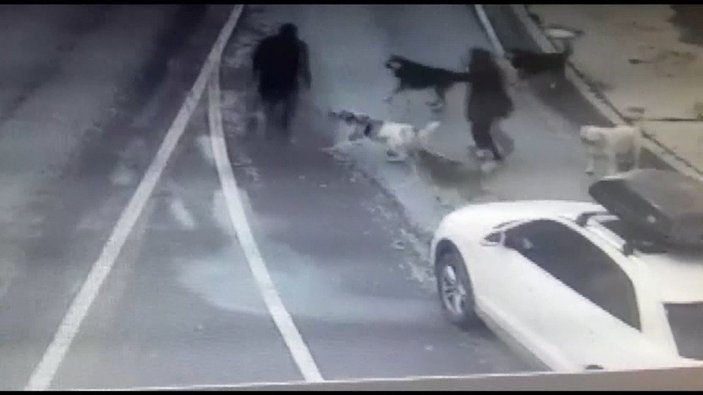 Bakırköy’de, sokak köpeği tehlikesi vatandaşları isyan ettirdi