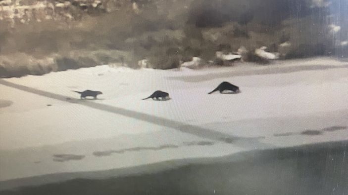 Bayburt'ta su samuru ailesinden alabalık tesisinde gece avı