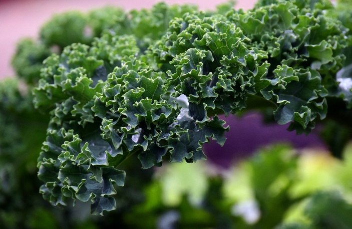 Kansere 'R' yaptırıyor: Kale bitkisinin faydaları nelerdir