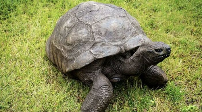 Dünyanın en yaşlı kaplumbağası: Jonathan