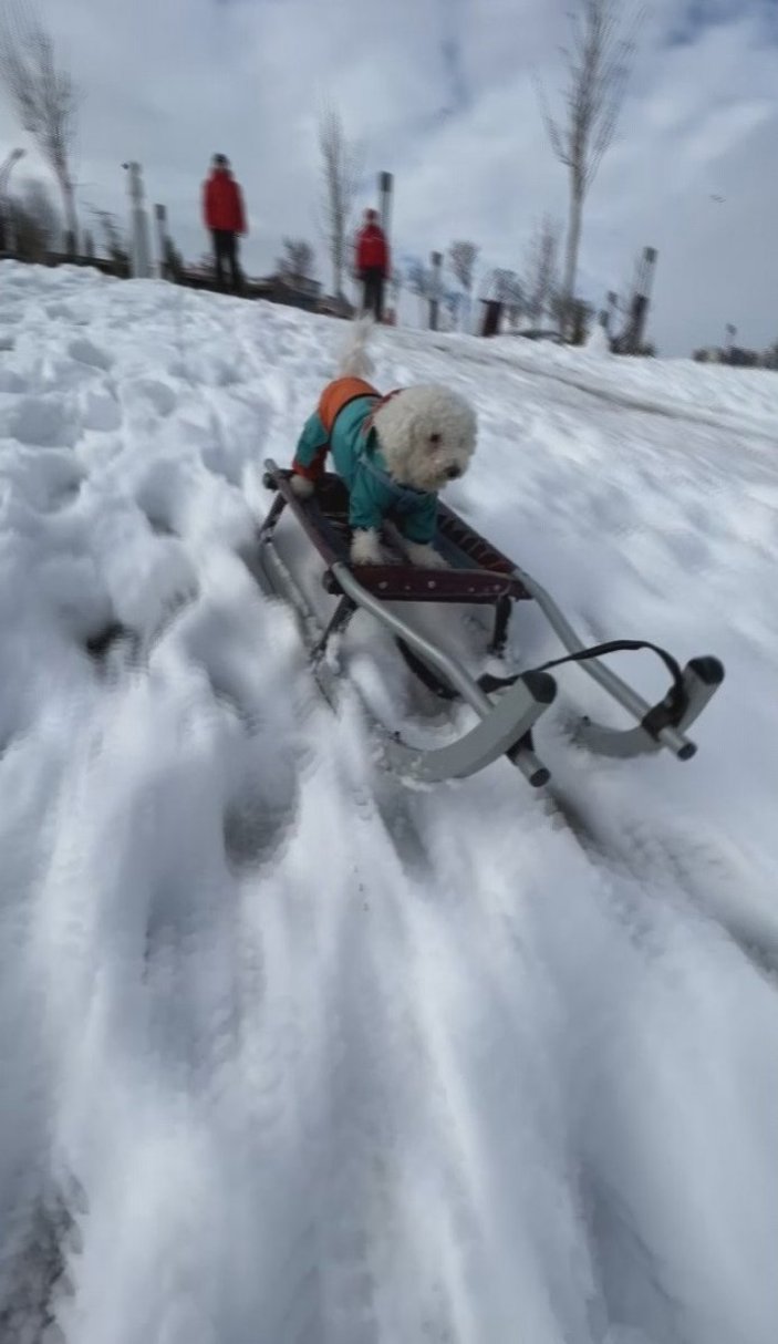 Beylikdüzü'nde köpeğin karda kayak keyfi