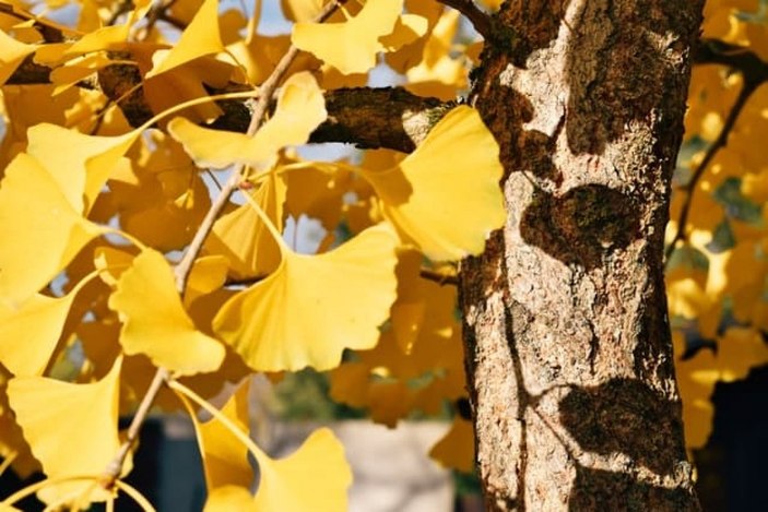 Ginkgo biloba nedir