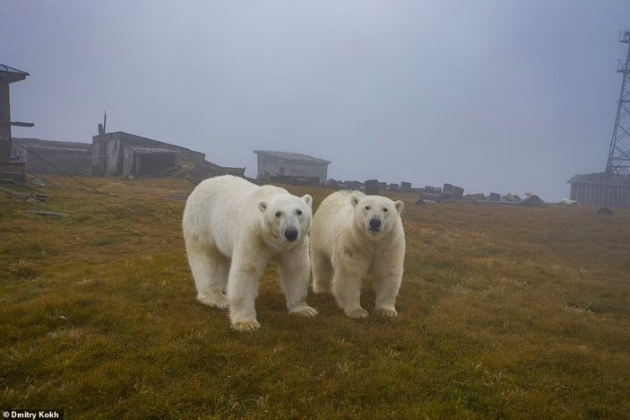 Rusya'da ayılar, terk edilen meteoroloji istasyonunu mesken edindi