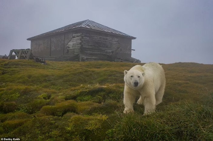 Rusya'da ayılar, terk edilen meteoroloji istasyonunu mesken edindi