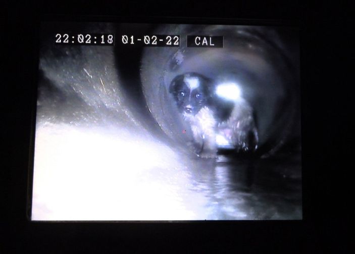 d Konya’da mahsur kalan köpek, robotik kanal görüntüleme sistemiyle kurtarıldı