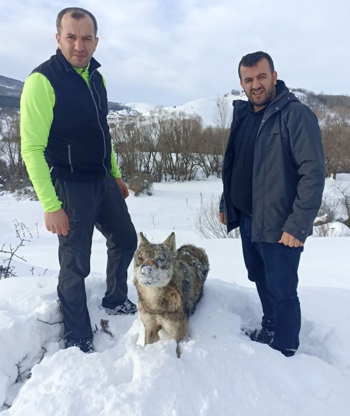 Sivas’ta, karlar içinde donmuş kurt bulundu