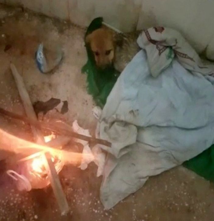 i Osmaniye'de donmak üzere olan yavru köpek kurtarıldı