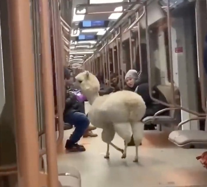 Moskova'da alpaka, metroya bindi