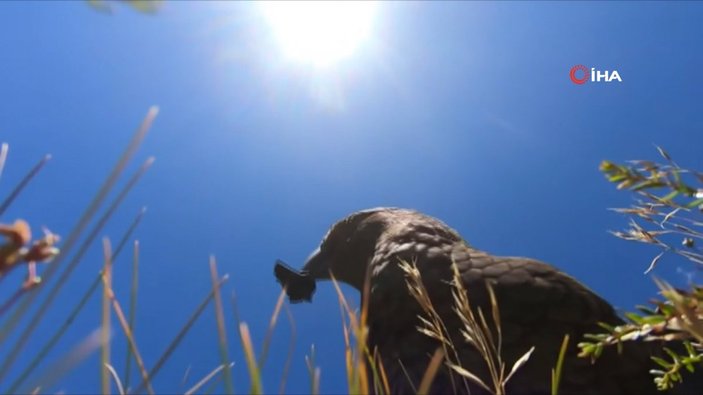 Yeni Zelanda'da papağan çaldığı kamera ile uçuşunu filme aldı