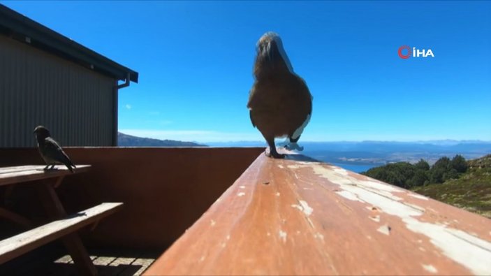 Yeni Zelanda'da papağan çaldığı kamera ile uçuşunu filme aldı