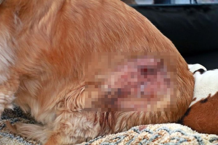 Antalya'da yasaklı ırk, köpeğe ve sahibine saldırdı