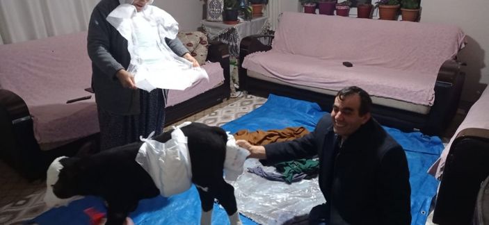 Kahramanmaraş'ta gözleri görmeyen buzağı bebek gibi bakılıyor