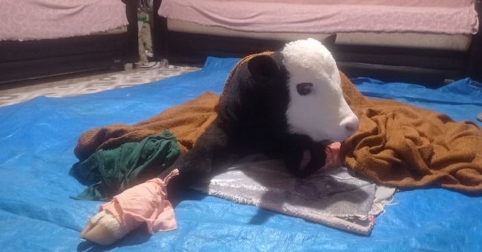 Kahramanmaraş'ta gözleri görmeyen buzağı bebek gibi bakılıyor