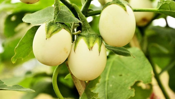 Reflüyü geçiren bitki: Yumurta çiçeği nedir, faydaları nelerdir?