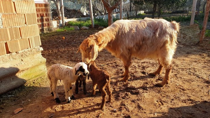 Aydın'da kuzu doğuran keçi görenleri şaşırttı