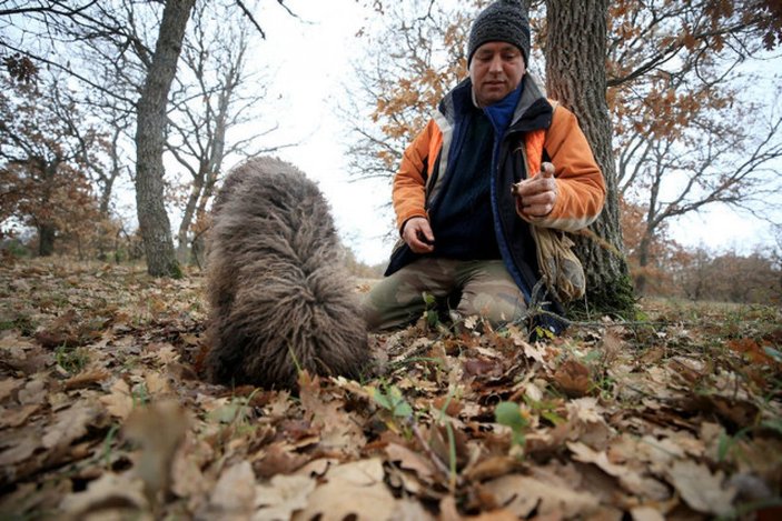 Kırklareli'nde eğitimli köpeklerle yüzlerce euroluk trüf mantarı avı