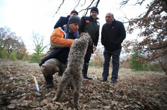 Kırklareli'nde eğitimli köpeklerle yüzlerce euroluk trüf mantarı avı