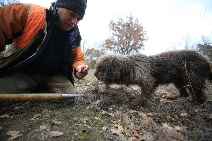 Kırklareli'nde eğitimli köpeklerle yüzlerce euroluk trüf mantarı avı