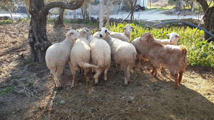 Aydın'da kuzu doğuran keçi görenleri şaşırttı
