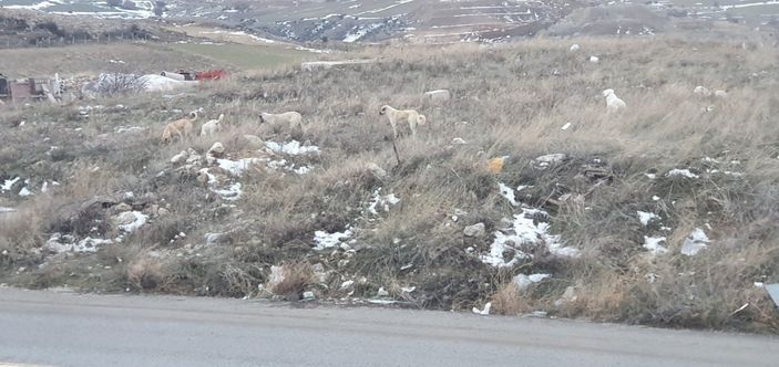 Ankara'da başıboş köpeklerin saldırısına uğrayan adam olay anını anlattı