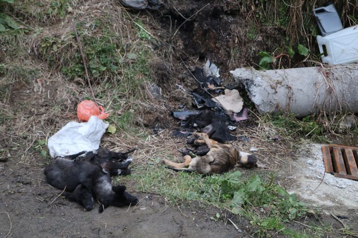 i Rize'de çöpten 5 ölü köpek çıktı