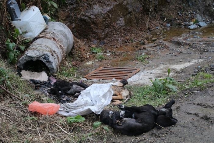 i Rize'de çöpten 5 ölü köpek çıktı