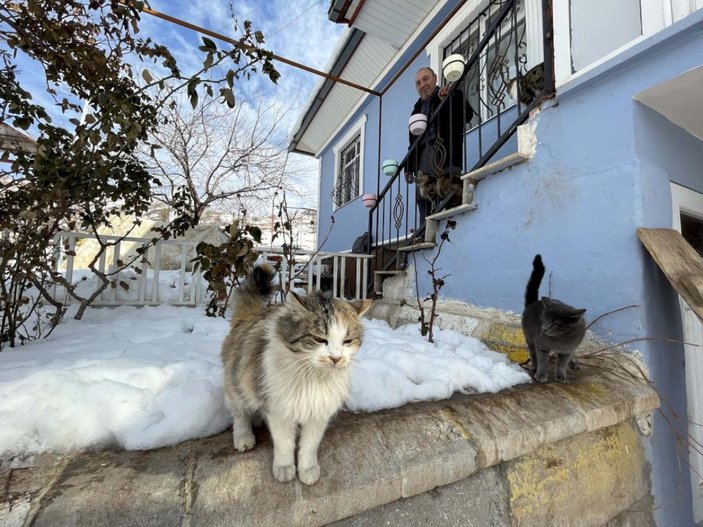 Elazığlı hayvansever, yazlık evini sokak kedilerine açtı