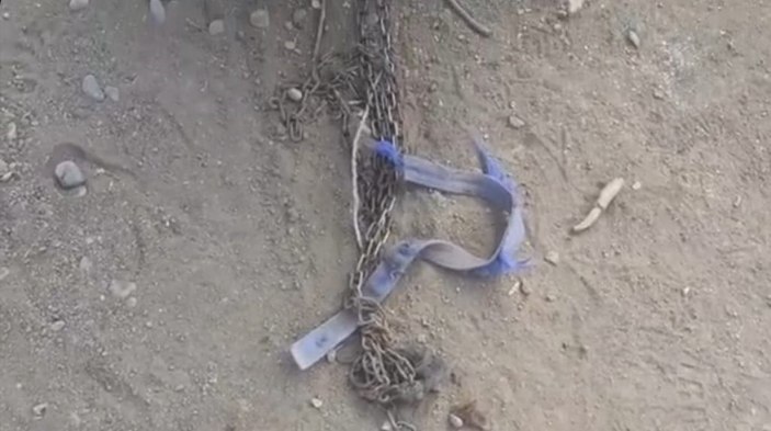 Iğdır'da aç kurt sürüsü, köpeği parçaladı