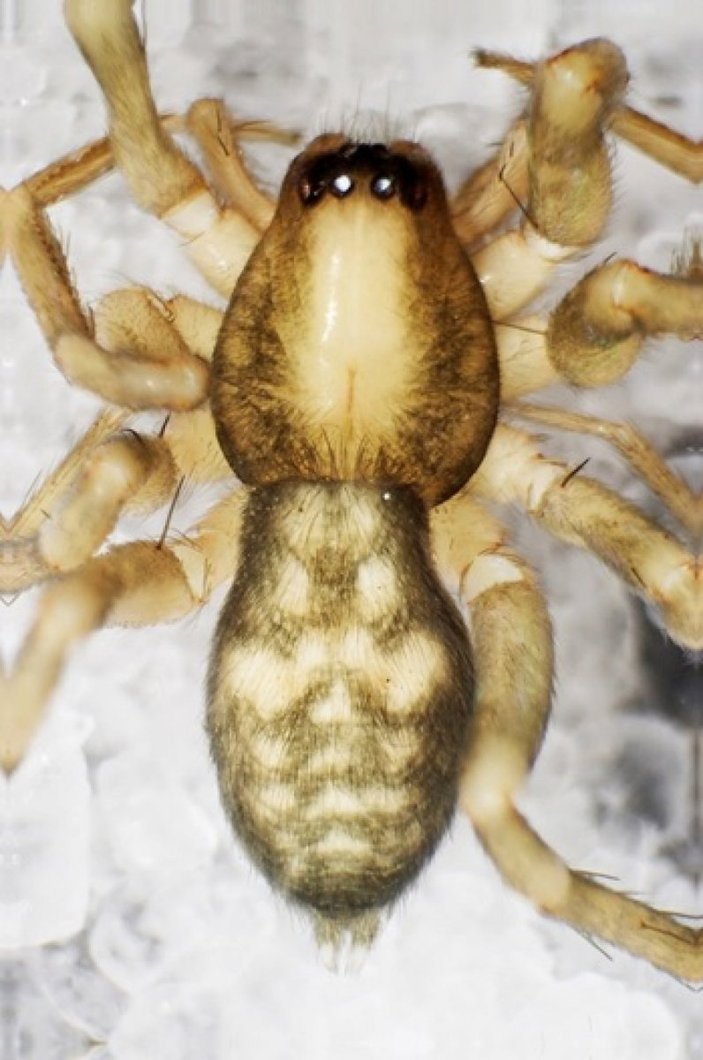 Kahramanmaraş'ta yeni örümcek türü keşfedildi: Turkocranum